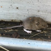 Baby Doormouse