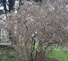 Contorted Hazel