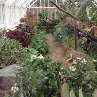 The Greenhouse