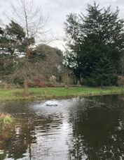 The pond as it is today