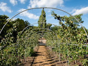 Pear Pergola, August 2018,  Eleanor Bentall