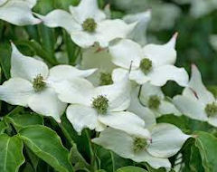 Cornus Kousa