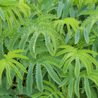 Fleshy Leaves