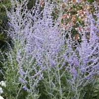 Finely Cut Silver Foliage