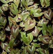 P. Nepalensis