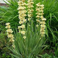 Sword-like Leaves