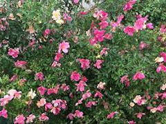 Rosa Mutabilis