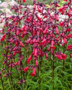 Penstemon Red Firebird 