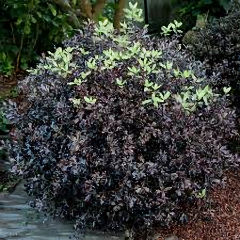 Pittosporum Tom Thumb