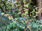 sorbaria 'Sem' shoots