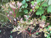 Tree peony in bud