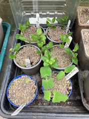 Happy Cuttings