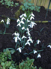 New clumps of Crocuses