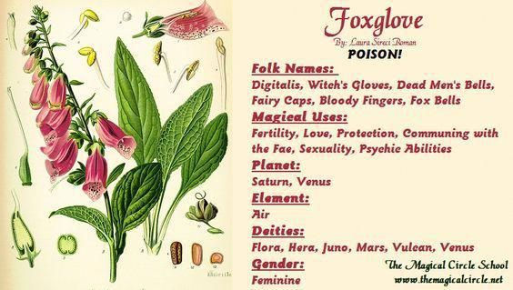 foxglove poison