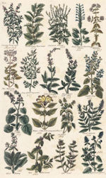 antique plate from The Complete Herbal