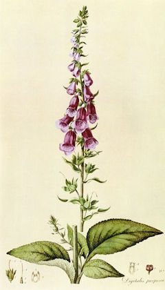 19th c Botanical print