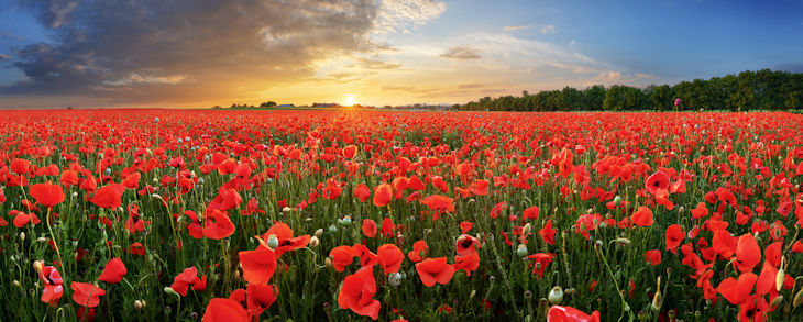 poppies
