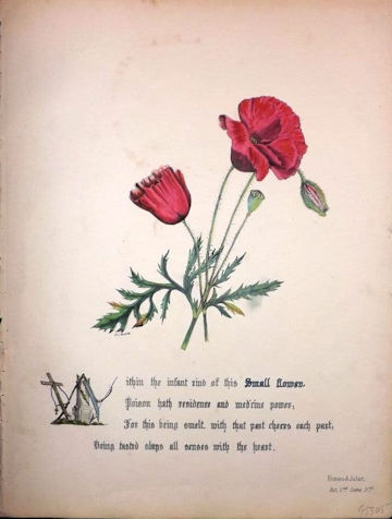 poppies