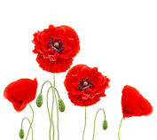 Papaver rhoeas