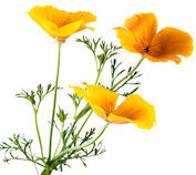 Eschscholzia californica