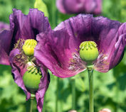 Papavar somniferum